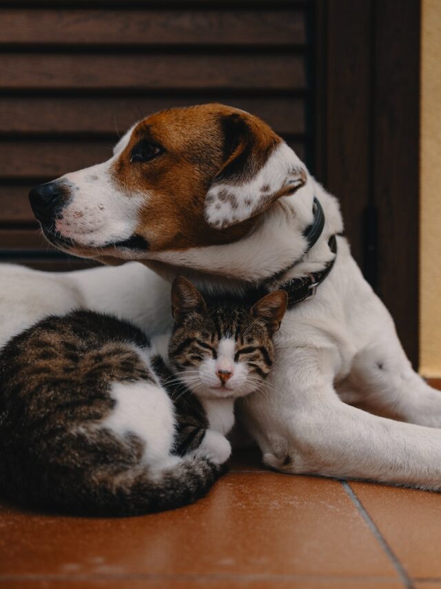 quotes about dogs and cats, dogs and cats living together, unique bond, harmony, friendship, heartwarming quotes, canine-feline companionship,